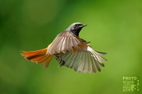 Rehek zahradni - Phoenicurus phoenicurus - Common Redstart s7699